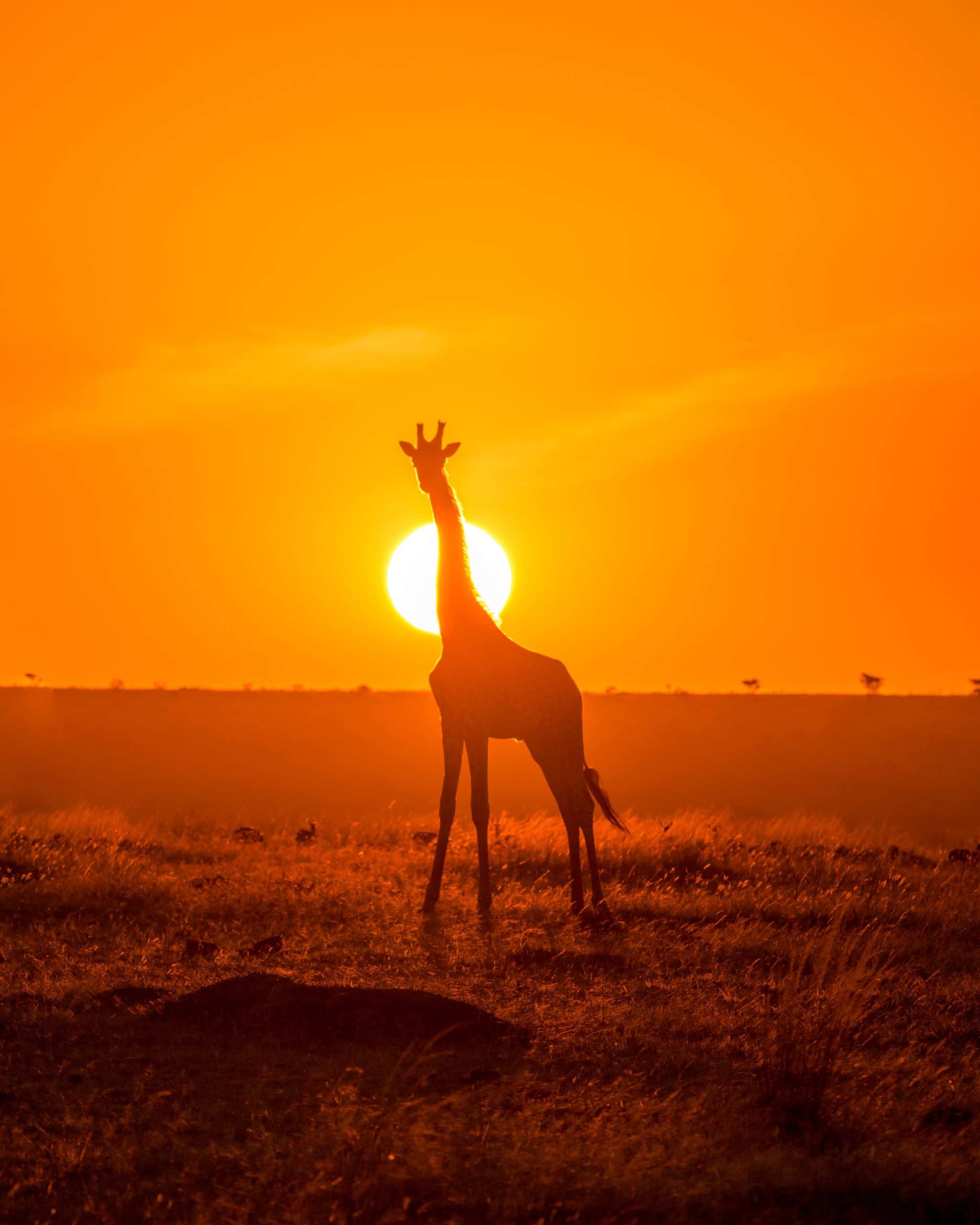 giraff i solnedgång